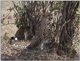 (P:\Africa\VideoStills) Dn-a1388.jpg (cheetahs)