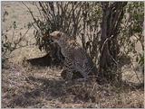 (P:\Africa\VideoStills) Dn-a1391.jpg  - Cheetah