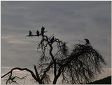 (P:\Africa\VideoStills) Dn-a1430.jpg (African White-backed Vultures)