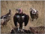 (P:\Africa\VideoStills) Dn-a1432.jpg (Lappet-faced Vulture, Torgos tracheliotos)