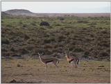 (P:\Africa\VideoStills) Dn-a1454.jpg (Gazelles)