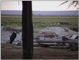 (P:\Africa\VideoStills) Dn-a1476.jpg (Marabou Stork)