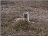 (P:\Africa\VideoStills) Dn-a1481.jpg (Spotted Hyena)
