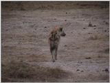 (P:\Africa\VideoStills) Dn-a1482.jpg (Spotted Hyena)