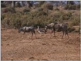 (P:\Africa\VideoStills) Dn-a1506.jpg - Kori Bustard (Ardeotis kori) with wildebeests