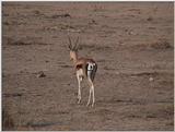 (P:\Africa\VideoStills) Dn-a1508.jpg (Thomson's Gazelle)