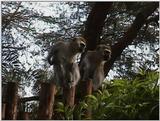 (P:\Africa\VideoStills) Dn-a1528.jpg (Vervet Monkeys)