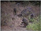 (P:\Africa\VideoStills) Dn-a1560.jpg (Baboons)