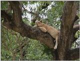 (P:\Africa\VideoStills) Dn-a1568.jpg (African Lion, Lioness resting on tree)