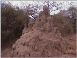 (P:\Africa\VideoStills) Dn-a1609.jpg (Termite Mound)