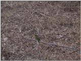 (P:\Africa\VideoStills) Dn-a1613.jpg (Little Bee-eater)