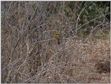 (P:\Africa\VideoStills) Dn-a1614.jpg (Little Bee-eater)
