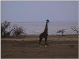 Dn-a1626-Giraffe-cheeked Hornbills-by Darren New.jpg