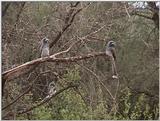 (P:\Africa\VideoStills) Dn-a1627.jpg - Silvery-cheeked Hornbills