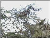 (P:\Africa\VideoStills) Dn-a1647.jpg (Weaver Nests)