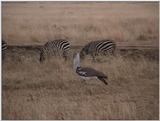 (P:\Africa\VideoStills) Dn-a1658.jpg - Kori Bustard (Ardeotis kori) and zebras