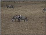 (P:\Africa\VideoStills) Dn-a1735.jpg (Zebras)
