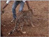 (P:\Africa\VideoStills) Dn-a1913.jpg  - Cheetah