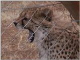 (P:\Africa\VideoStills) Dn-a1945.jpg - Cheetah