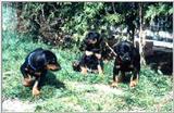 Posting dogs - dobermann pupps.jpg(1/1) 56999 bytes