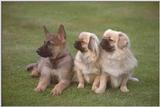 Puppies-01-