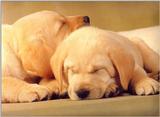 Labradors - first scans     Picture 01 of 13 - dogs1.jpg