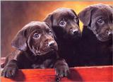 Labradors - dogs2.jpg