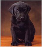 Labradors - first scans     Picture 07 of 13 - dogs3.jpg