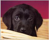 Labrador Retriever - dogs4.jpg