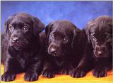 Labradors - first scans     Picture 09 of 13 - dogs5.jpg