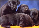 Labrador Retriever - dogs7.jpg