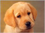 Labradors - first scans     Picture 12 of 13 - dogs8.jpg