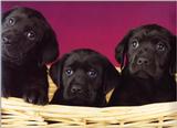Labradors - dogs10.jpg