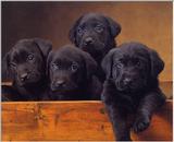 Labradors - dogs12.jpg