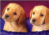 Labradors - dogs13.jpg