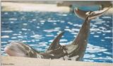Brookfield Zoo pics - dolphin show