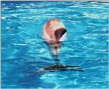 Dolphin swimming away