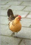 Amstelpark cocks and chickens - chicken3.jpg