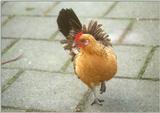 Amstelpark cocks and chickens - chicken4.jpg