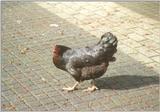 Amstelpark cocks and chickens - chicken5.jpg