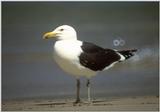 Re: Looking for bird pix! - dominican gull.jpg