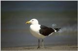 Re: Looking for bird pix! - dominican gull2.jpg
