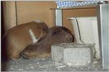 Meerschweinchen - Guinea Pigs 01+02/28