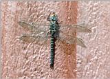 Souvenir from a Sweden Holiday - Dragon Fly on a wall