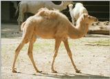 Doing away with those 1999 negatives - Dromedary kid in Hannover Zoo