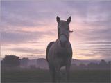 Horse in sunrise  (this is big guys  2240x1680)