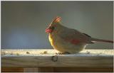 Red bird eating...this morning..