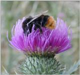 bumblebee on a thistle