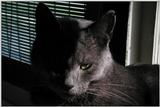 Moody Thomas (cat) picture