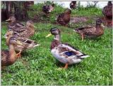Ducks1